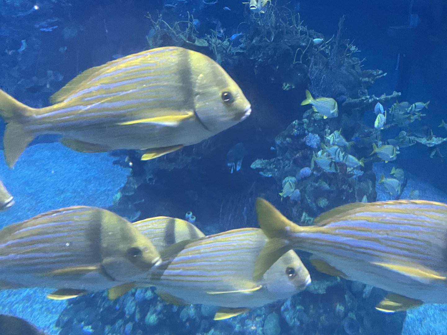 Porkfish