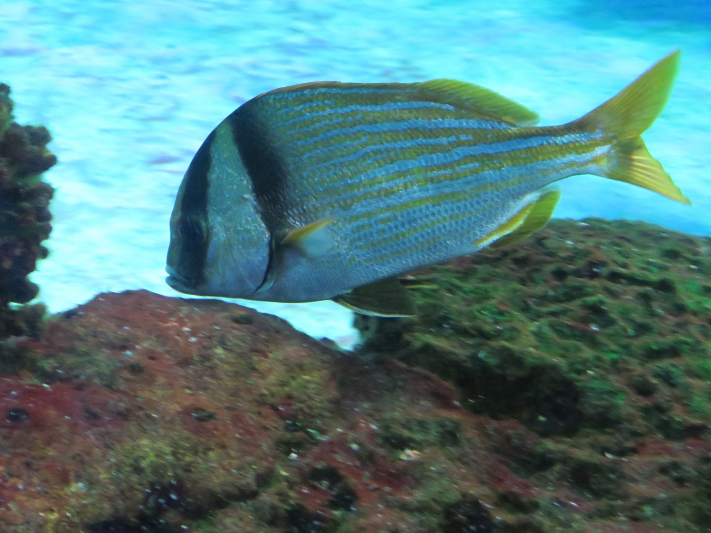 Porkfish