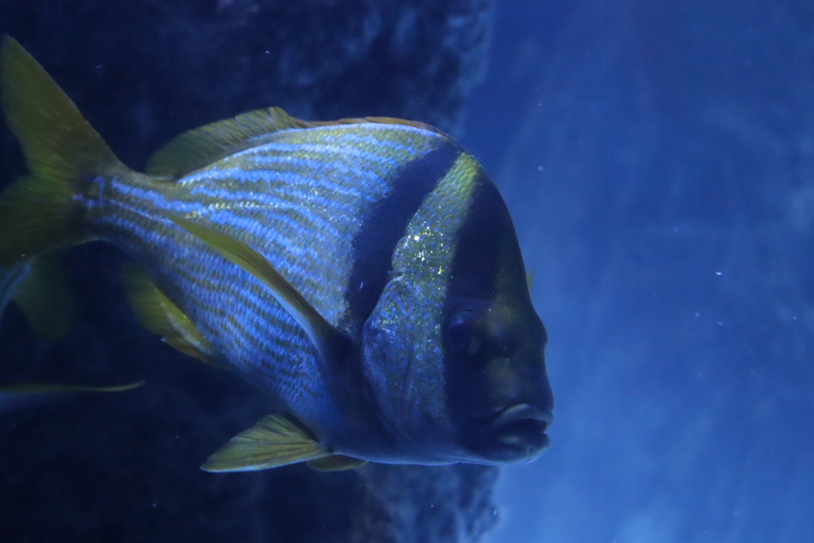 Porkfish