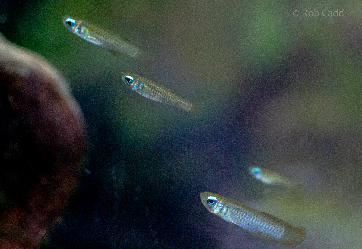 Poropanchax normani : Whipsnade : 06 Sep 2019