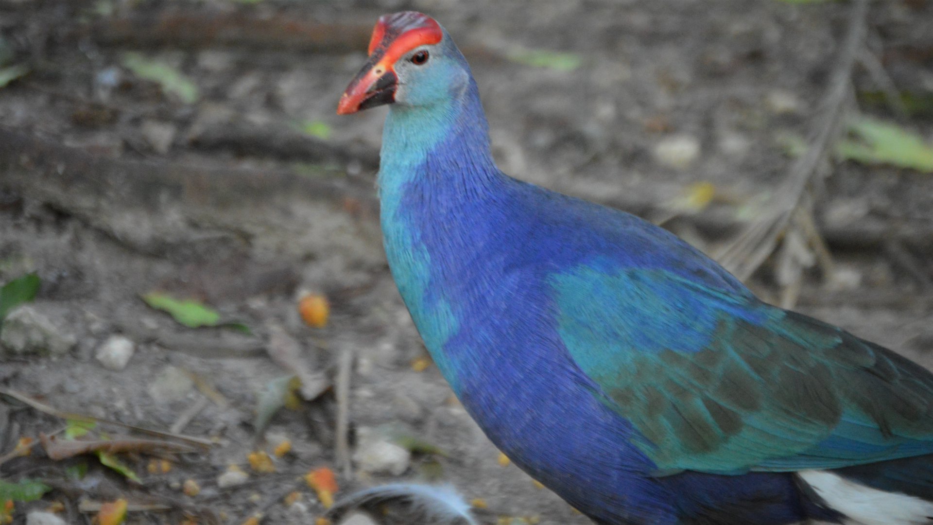 Porphyrio poliocephalus