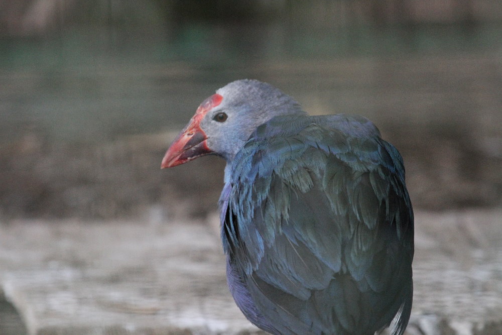 Porphyrio porphyrio (Mashhad Zoo)