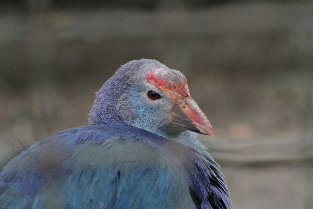 Porphyrio porphyrio (Mashhad Zoo)