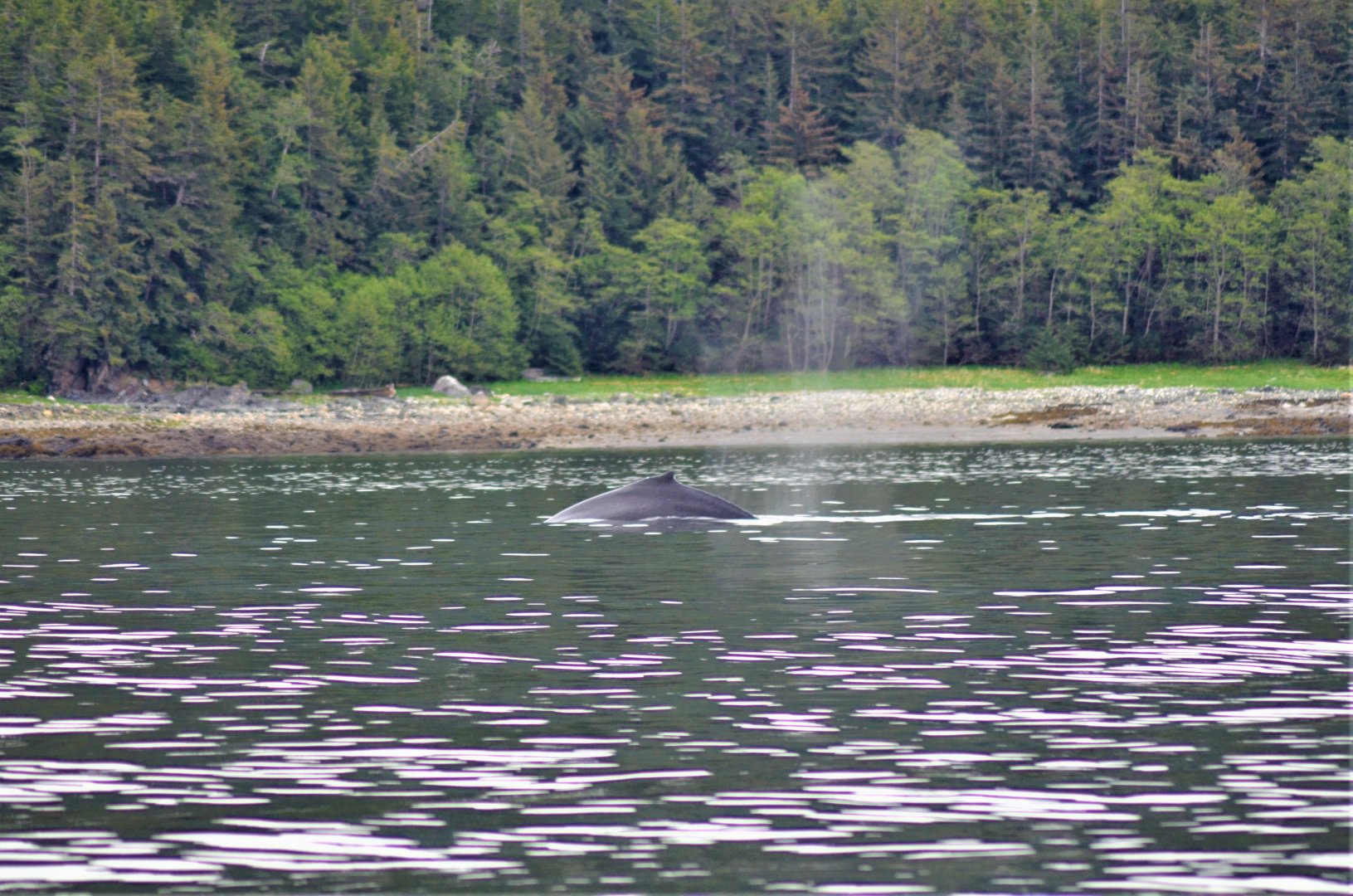 Porpoise - Alaska