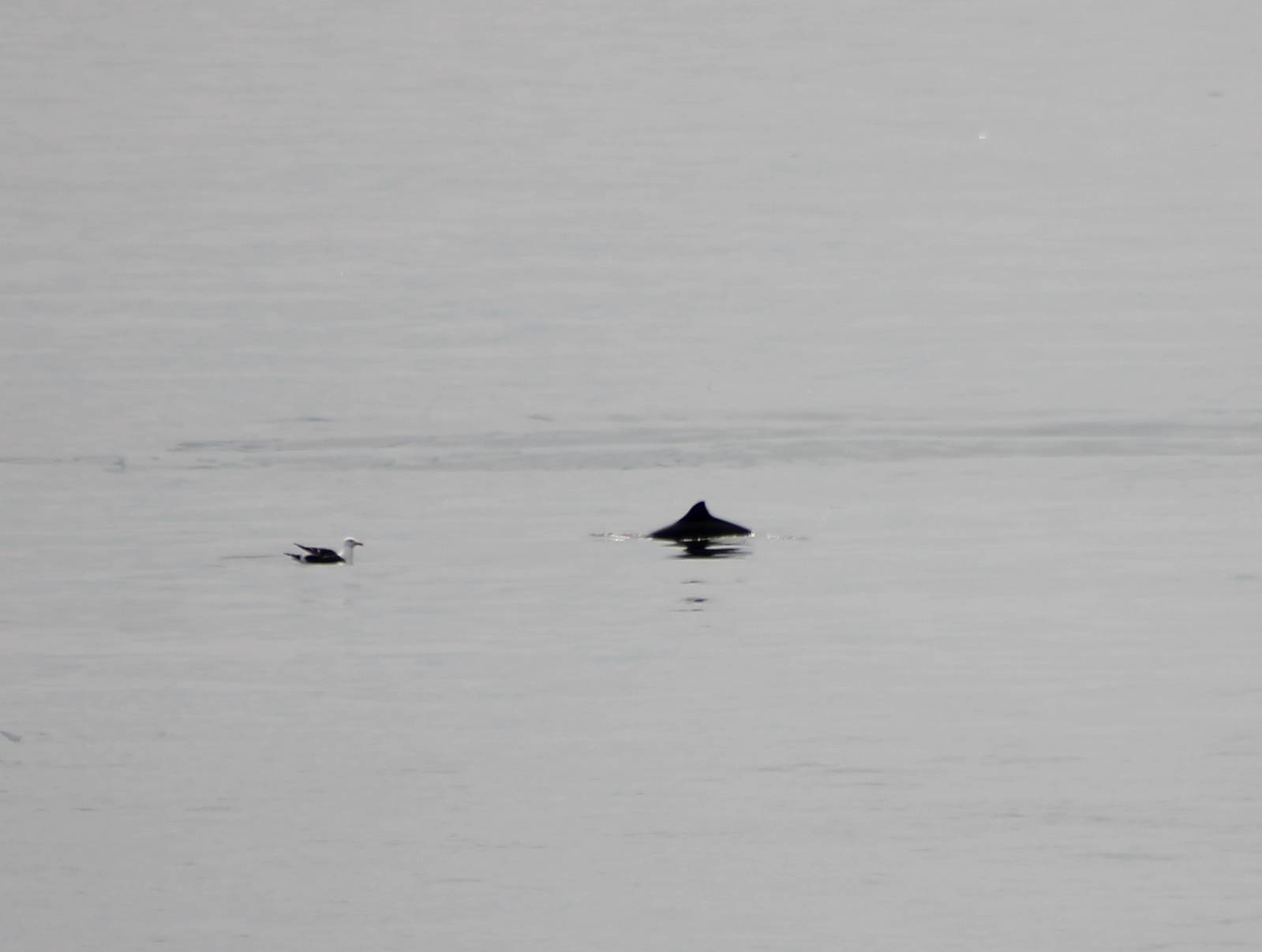 Porpoise ( and gull )