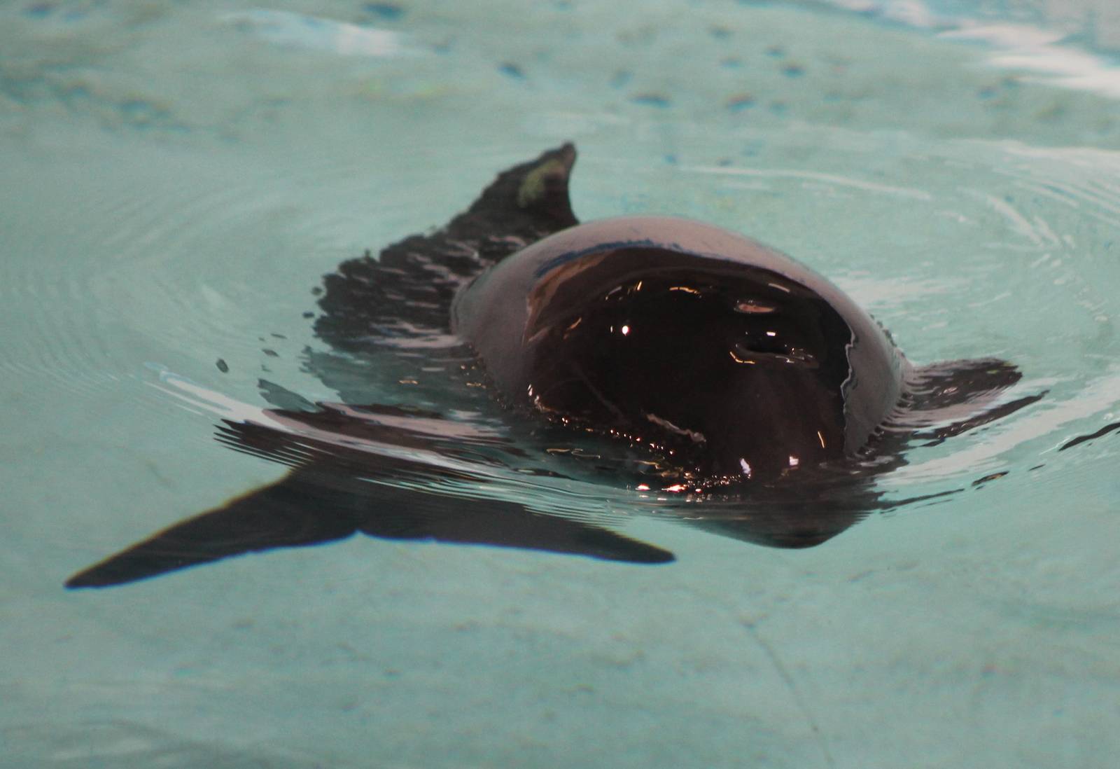 Porpoise in rehab-enclosure