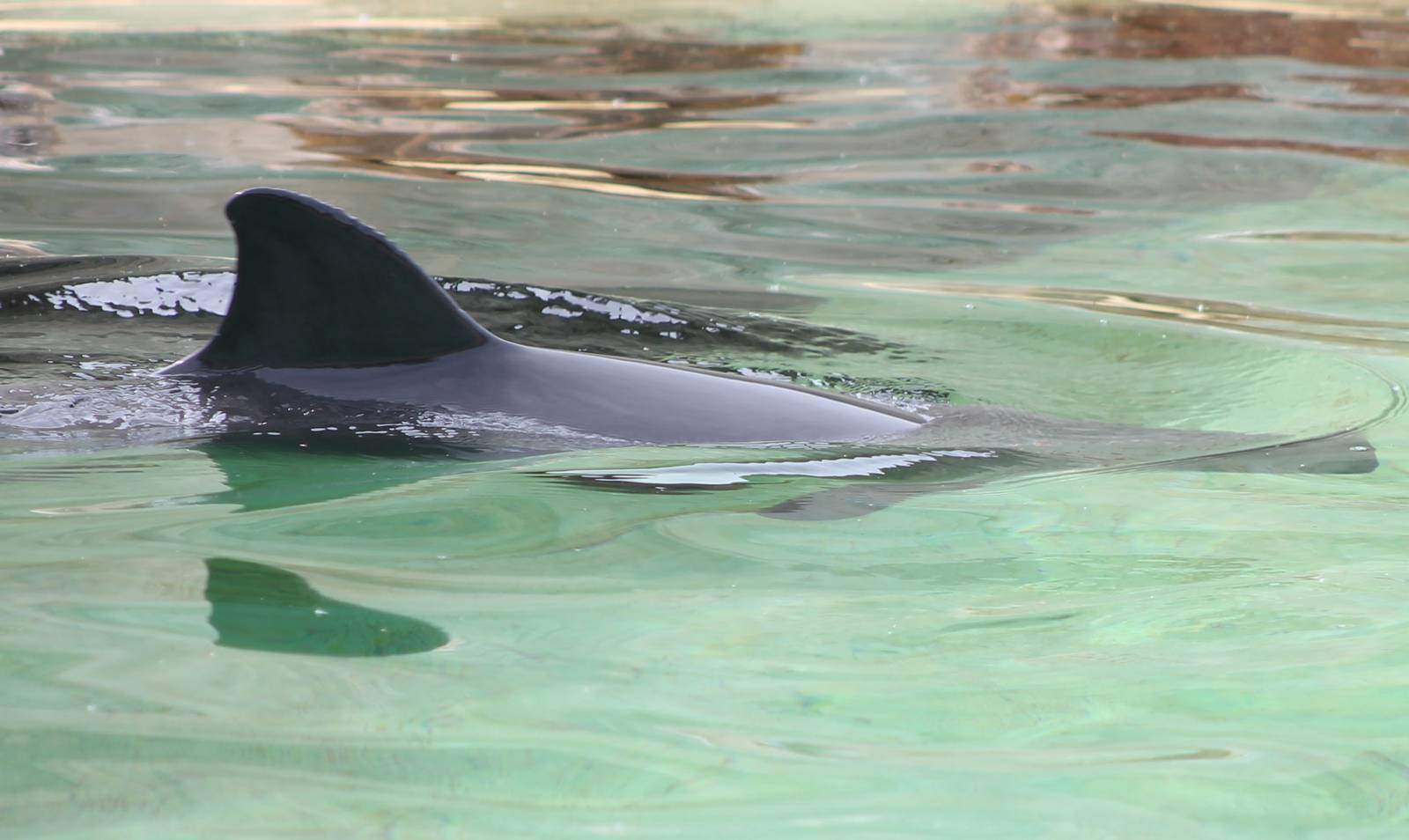 Porpoise in the outside-enclosure