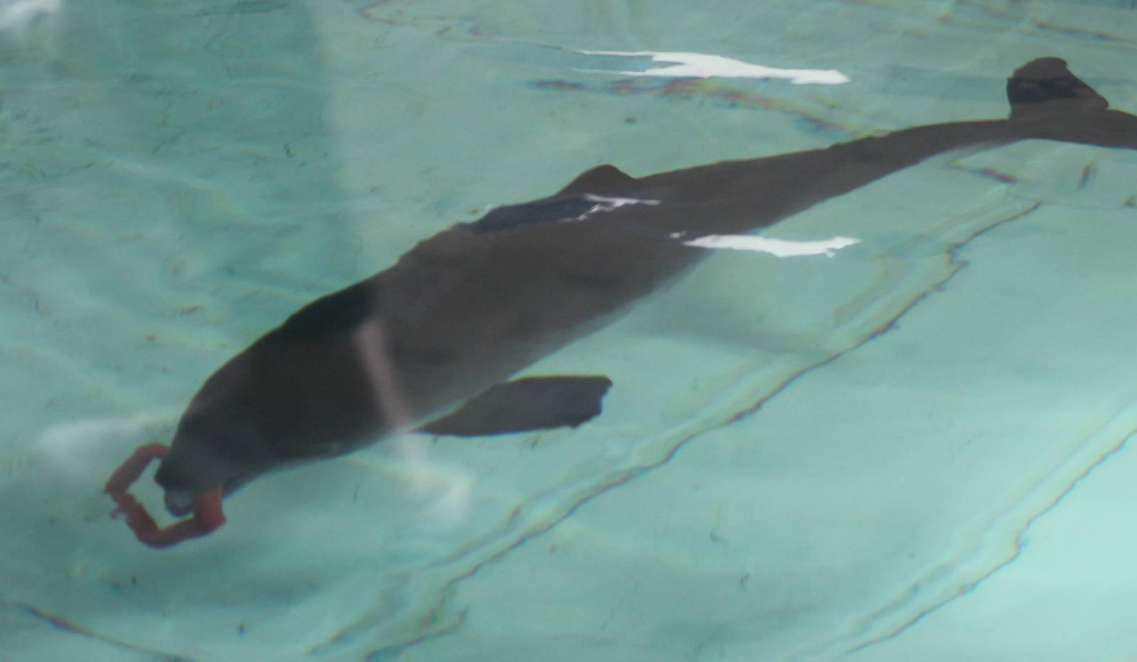 Porpoise in the rehab