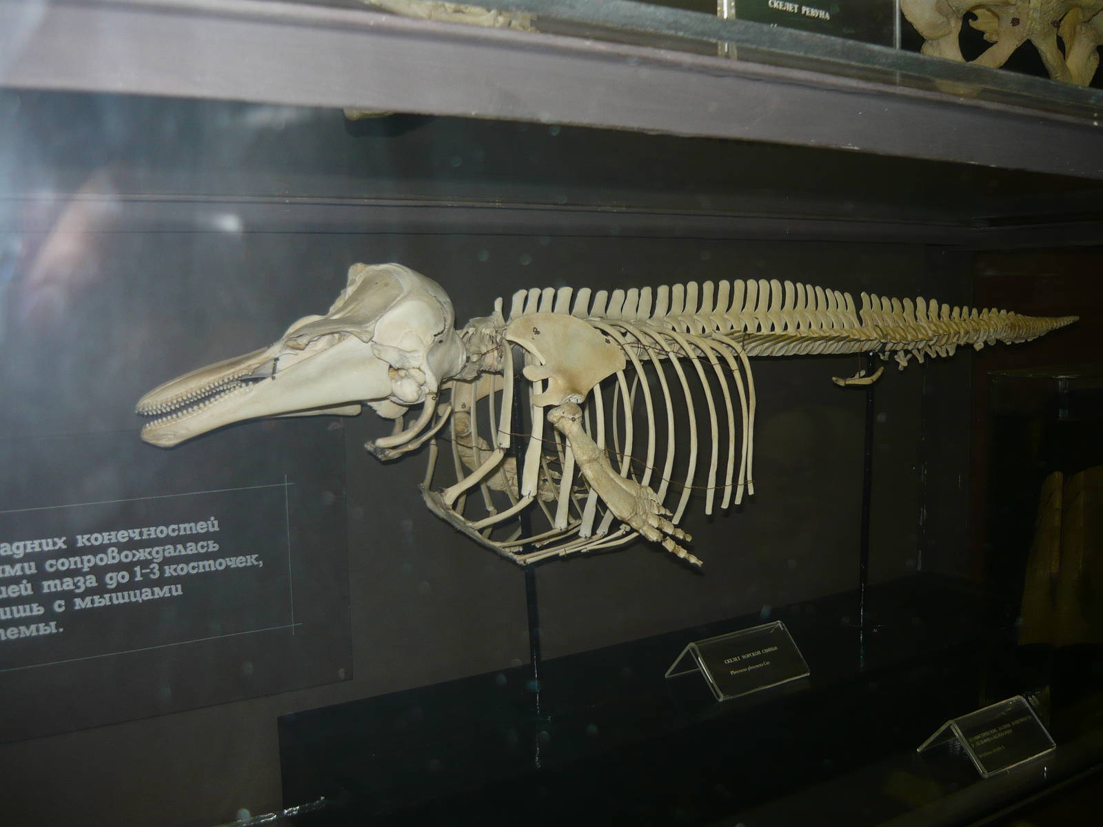 Porpoise skeleton
