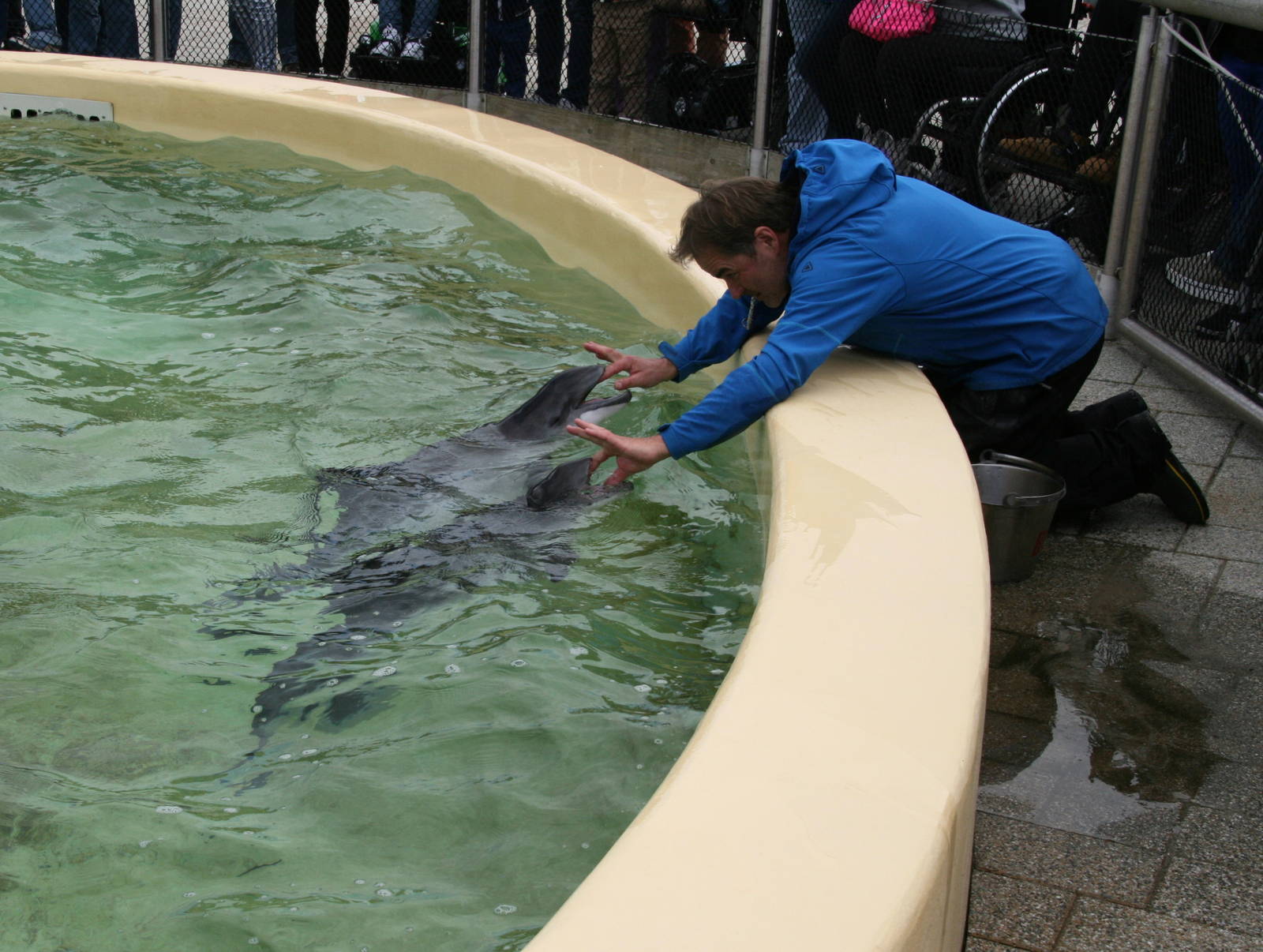 Porpoise training