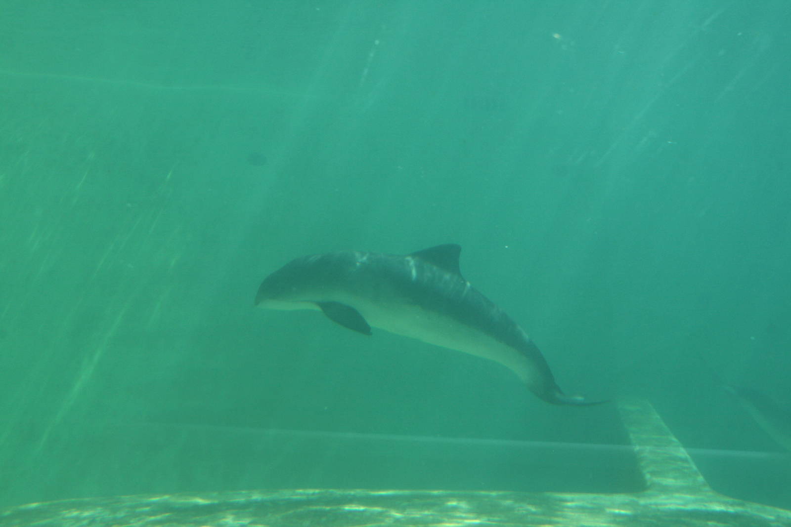 Porpoise underwaterview