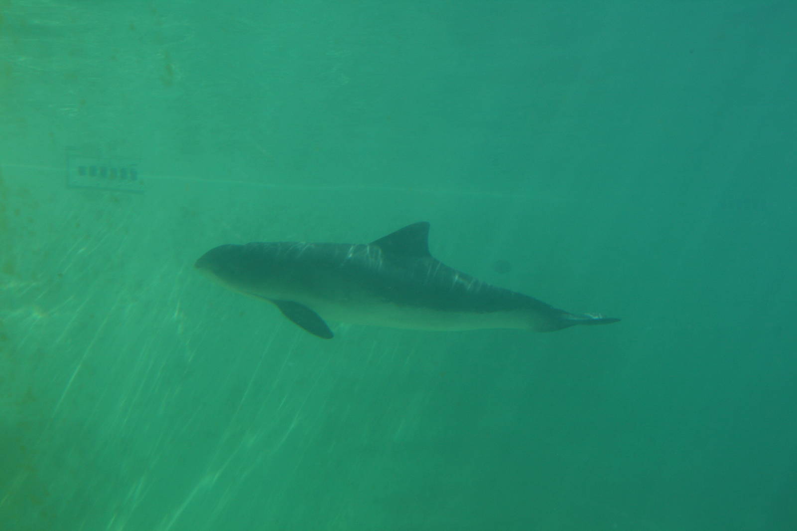 Porpoise underwaterview
