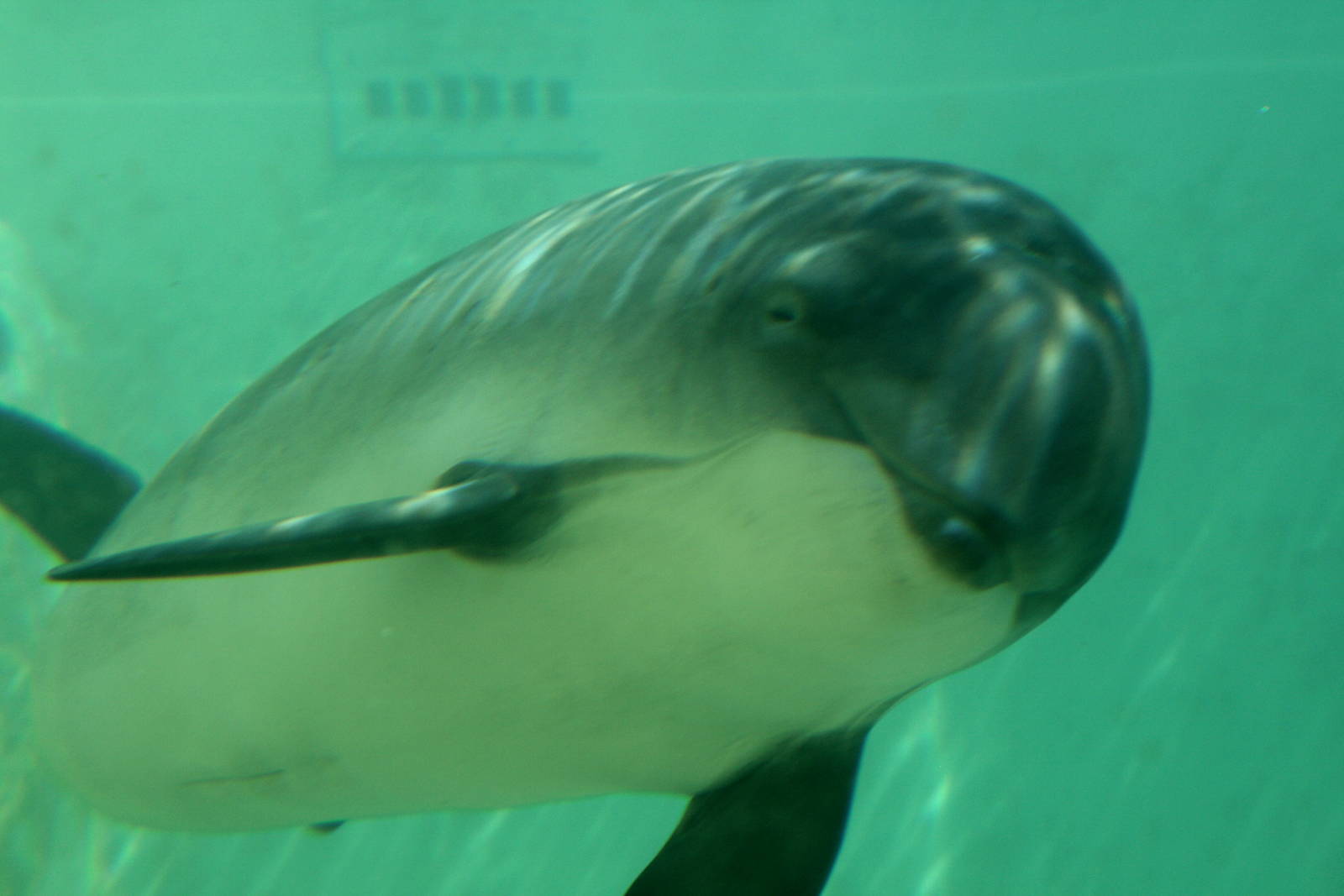 Porpoise underwaterview