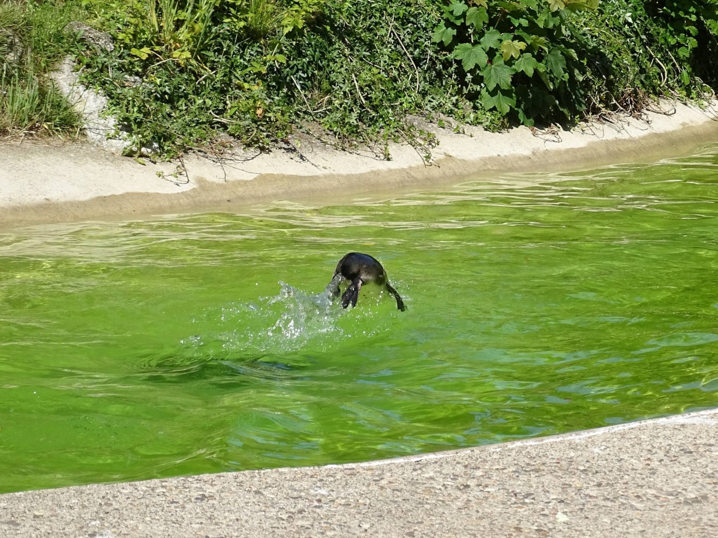 Porpoising, 10th June 2024