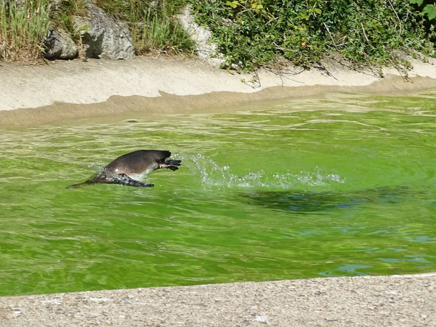 Porpoising, 10th June 2024