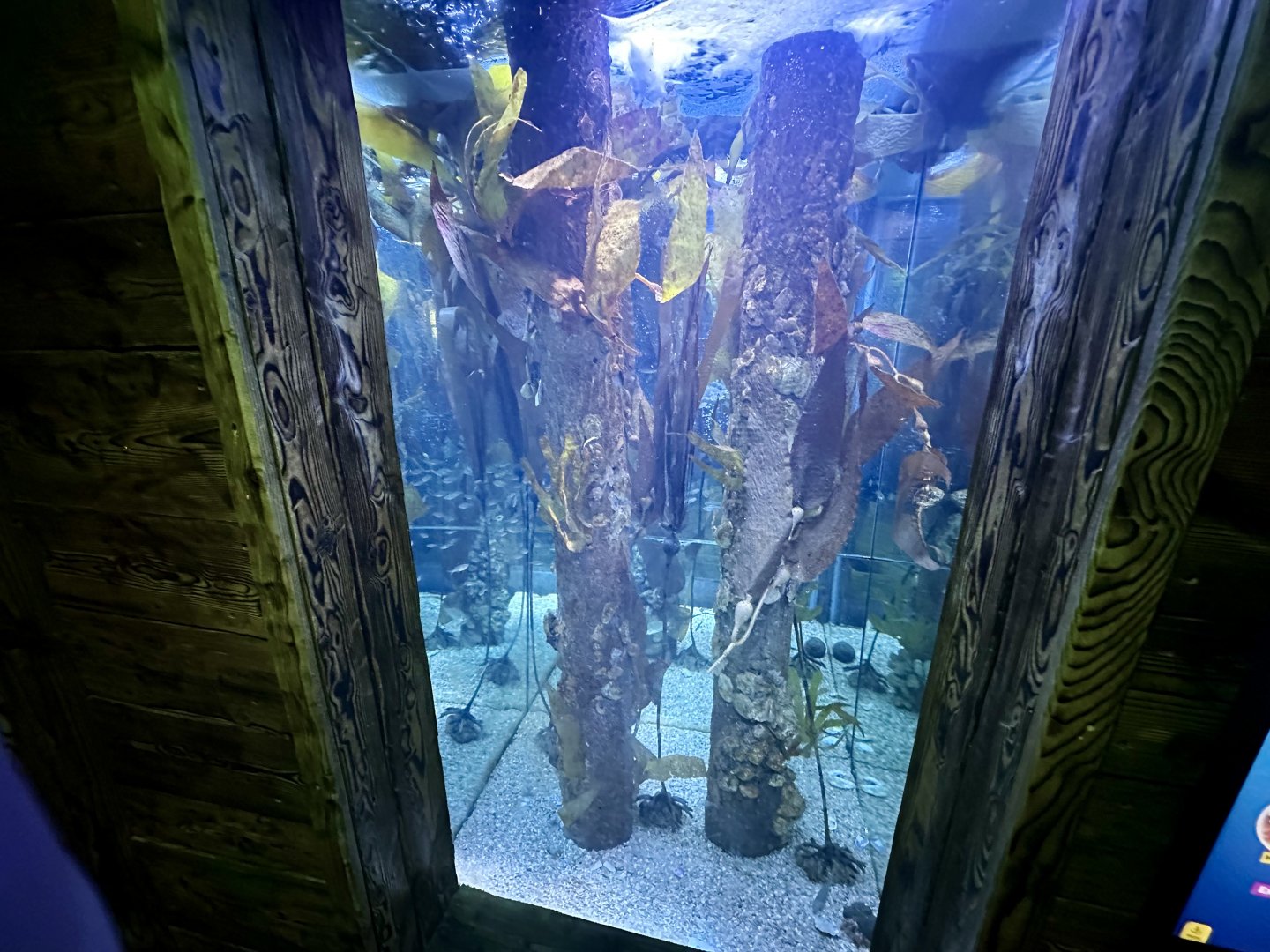 Port Jackson Glassfish Exhibit