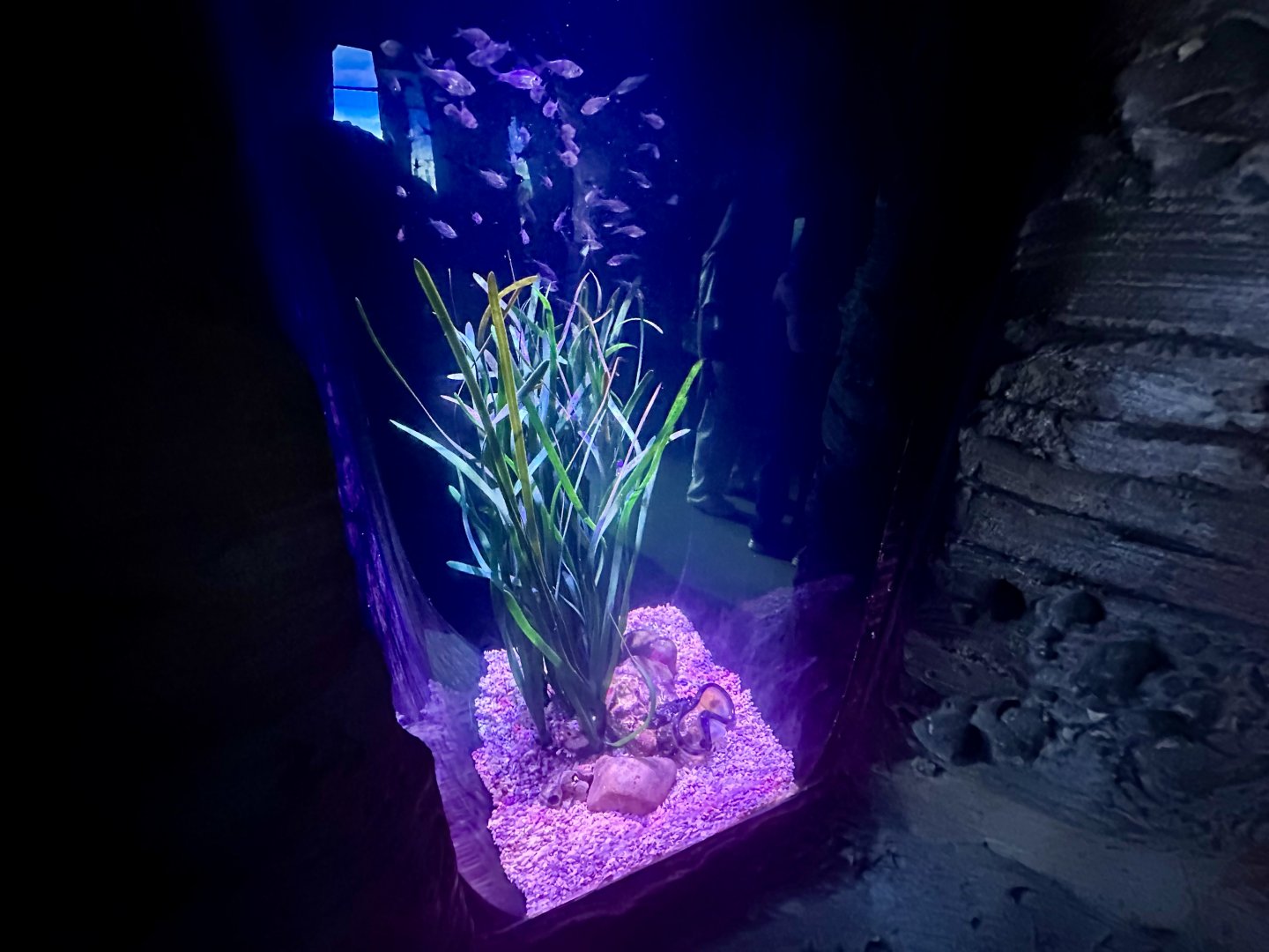 Port Jackson Glassfish Exhibit