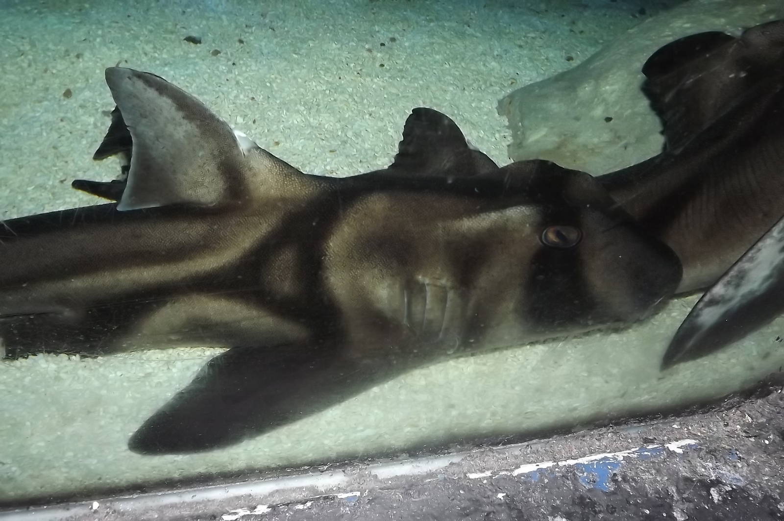 Port Jackson Shark at SEA LIFE Blackpool 30/06/12