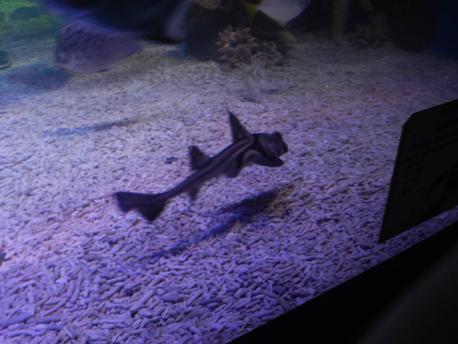 Port Jackson Shark at SEA LIFE Scarborough - 26/08/2012