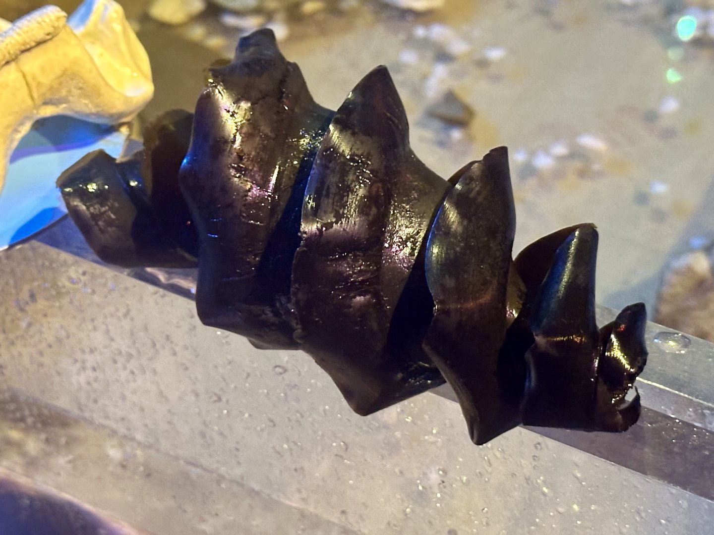 Port Jackson Shark Egg Case