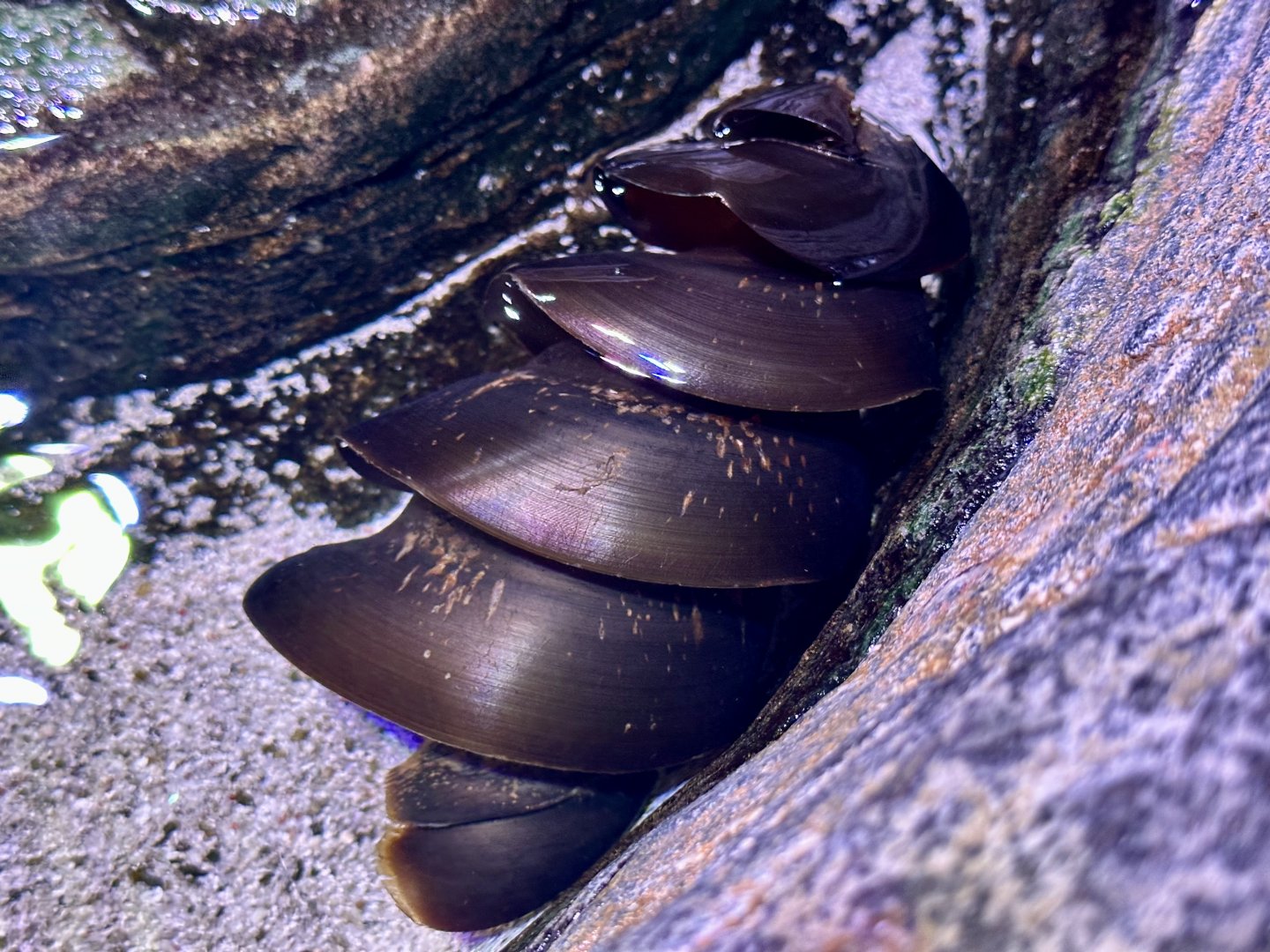 Port Jackson Shark Egg