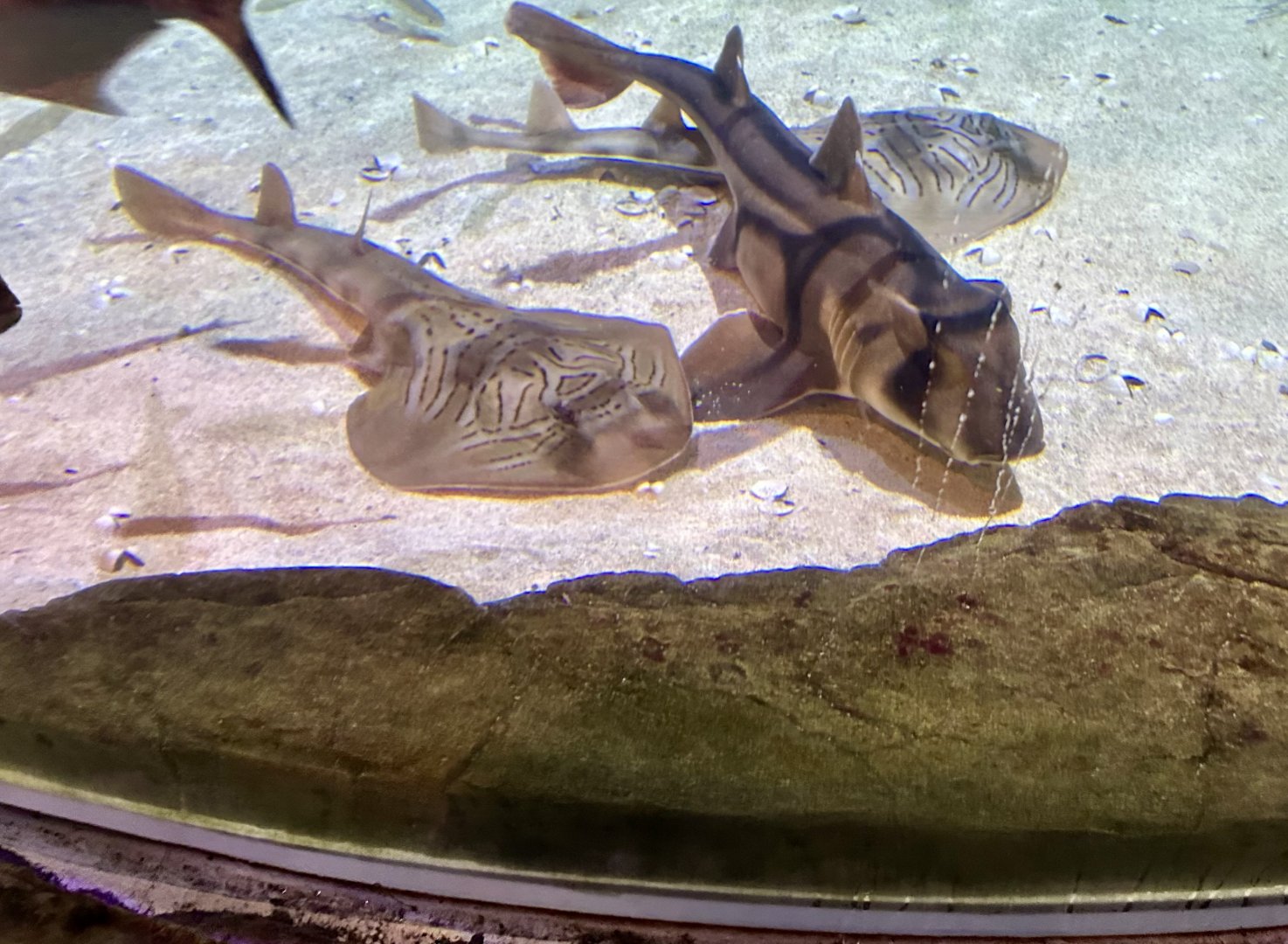 Port Jackson shark/Fiddler ray