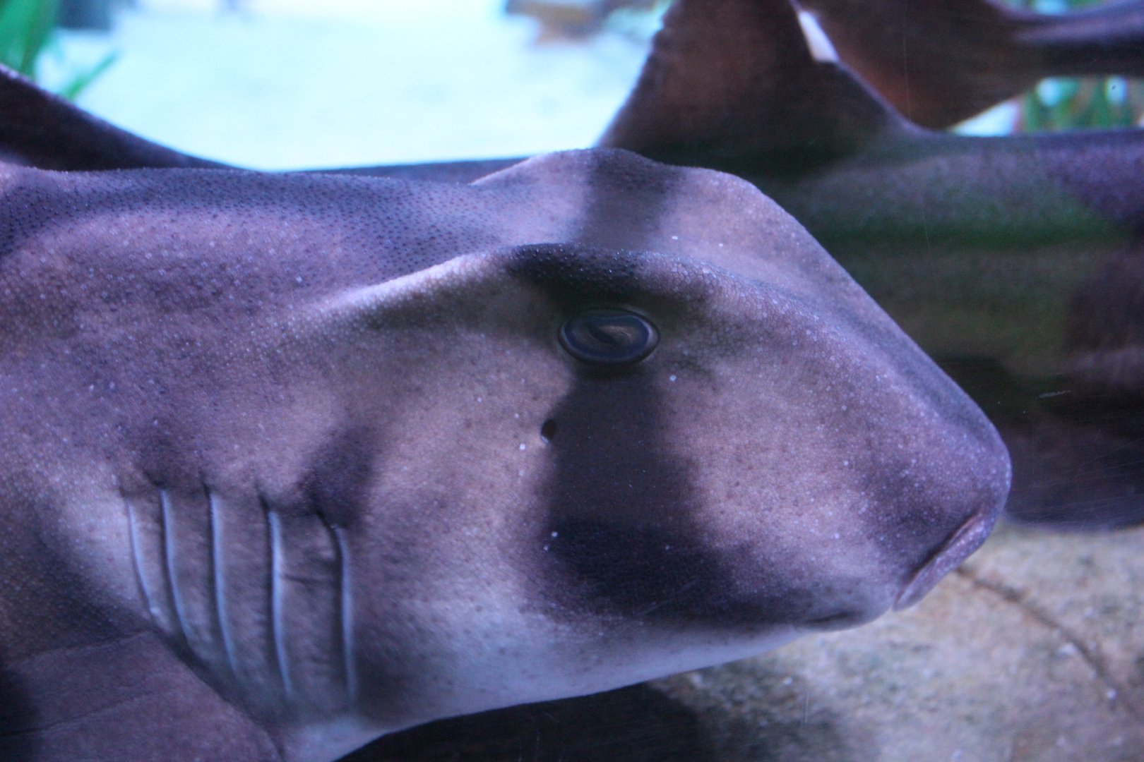 Port Jackson Shark (Heterodontus portusjacksoni)