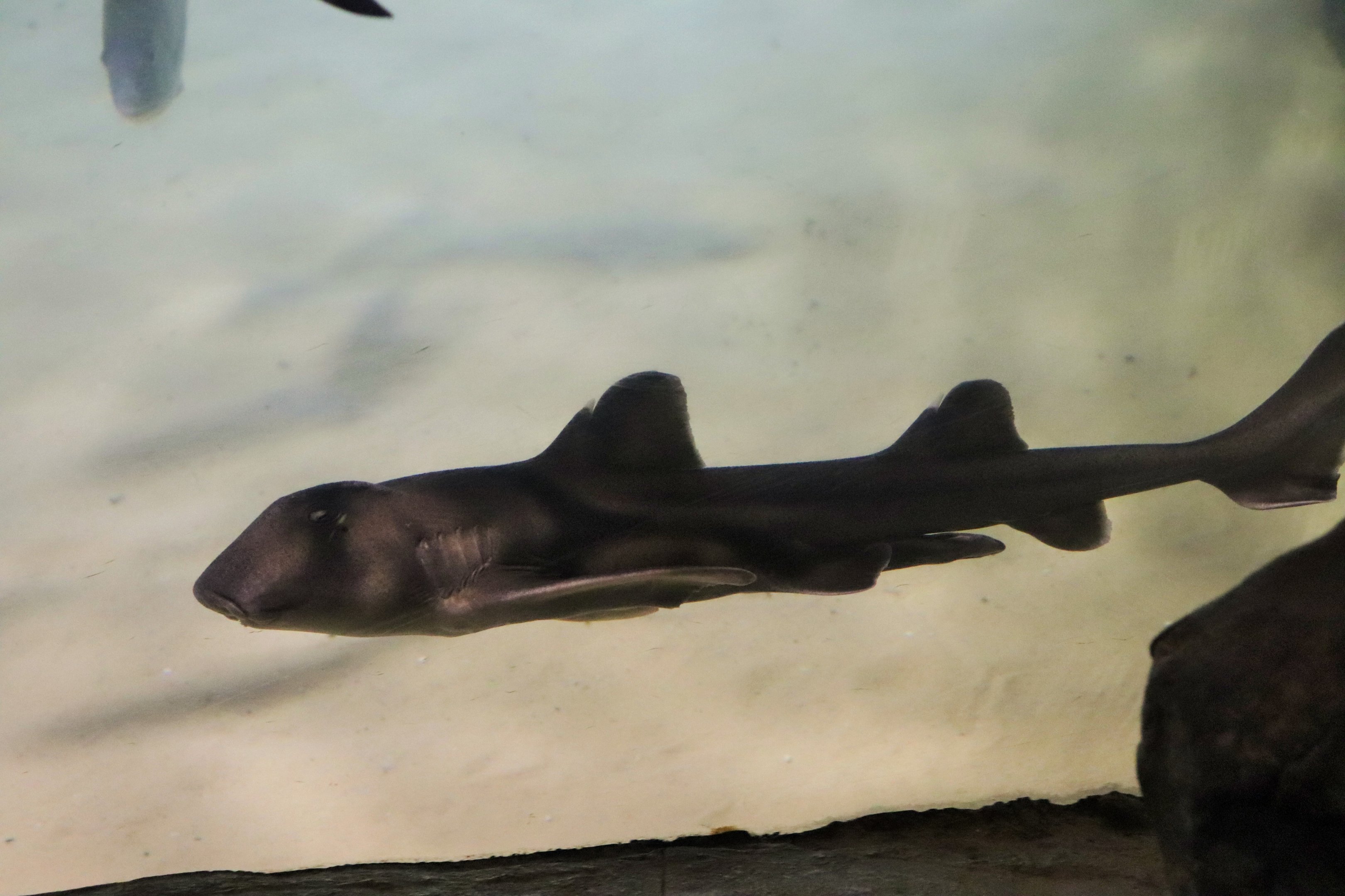 Port Jackson Shark (Heterodontus portusjacksoni)