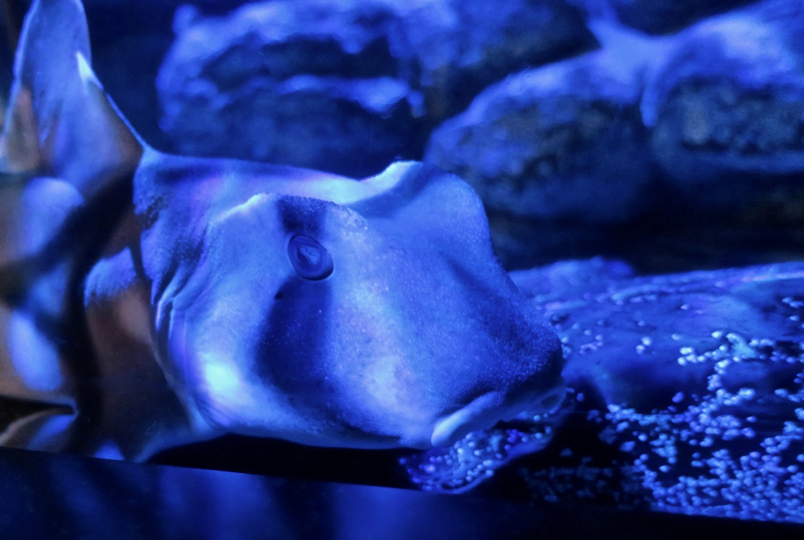 Port Jackson Shark (Heterodontus portusjacksoni)