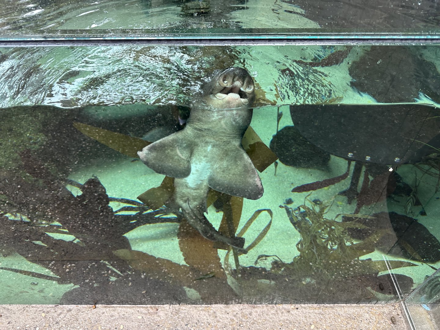 Port Jackson shark (Heterodontus portusjacksoni)