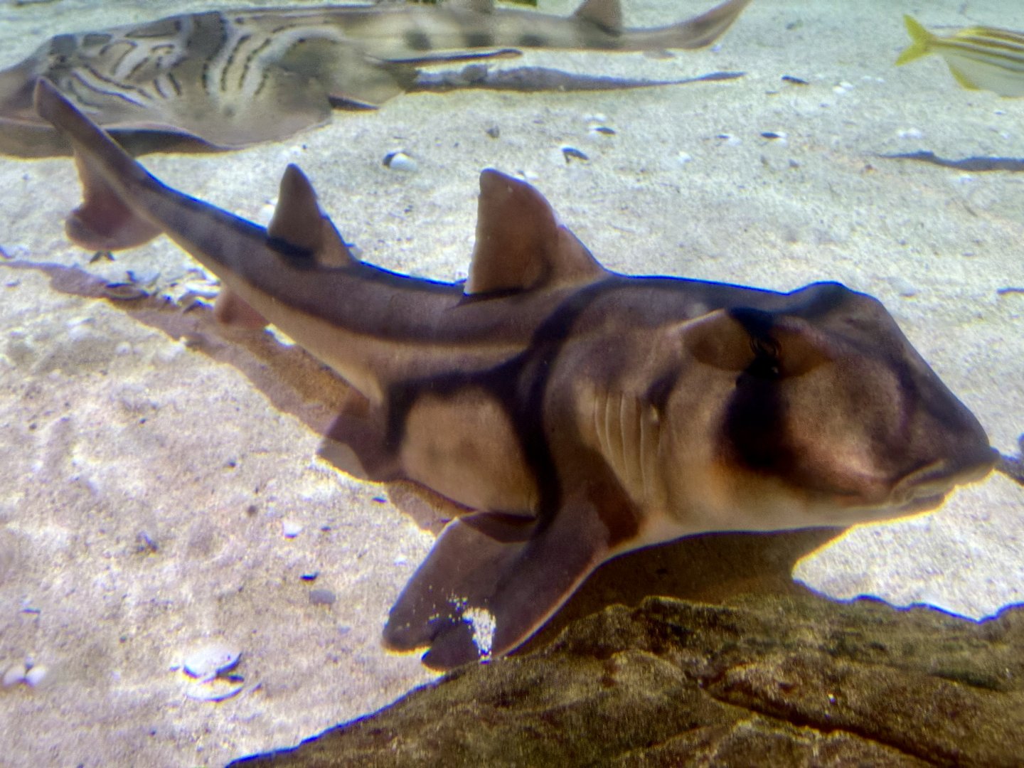 Port Jackson shark (Heterodontus portusjacksoni)
