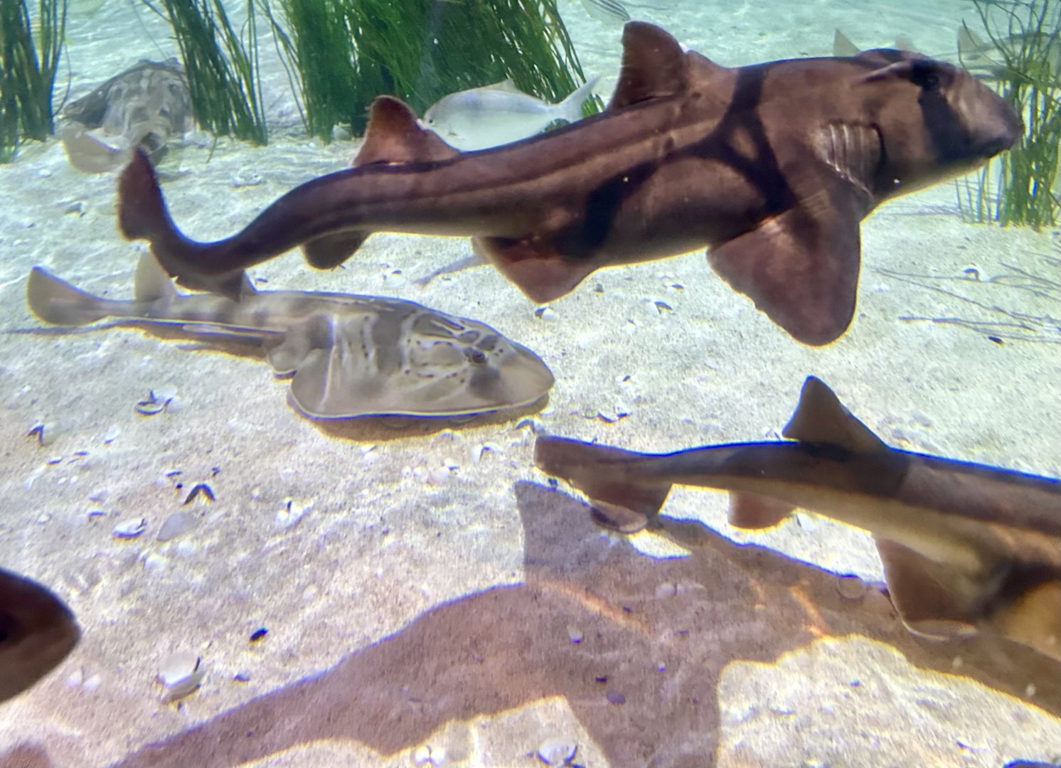 Port Jackson shark (Heterodontus portusjacksoni)