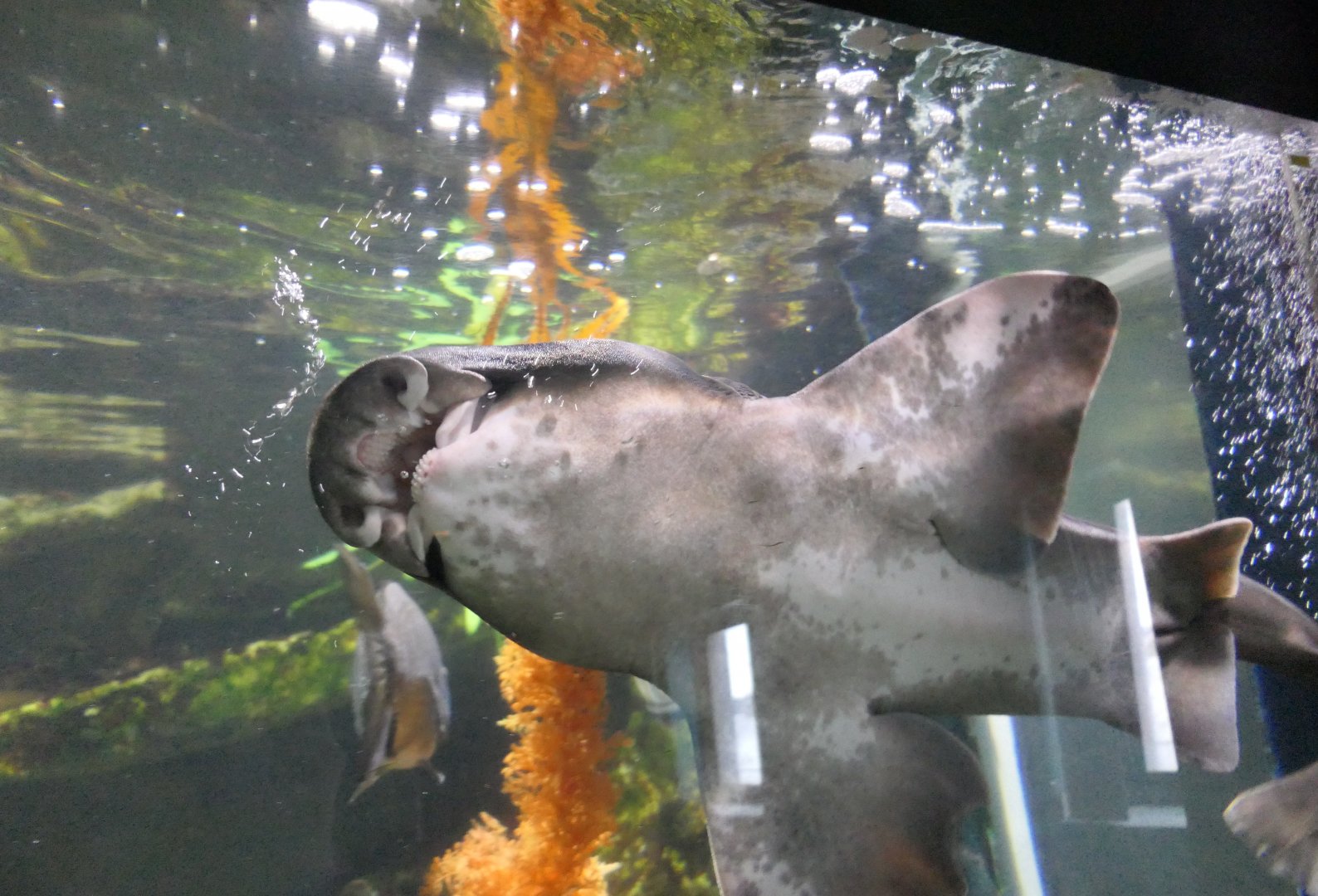 Port Jackson Shark (Heterodontus portusjacksoni)