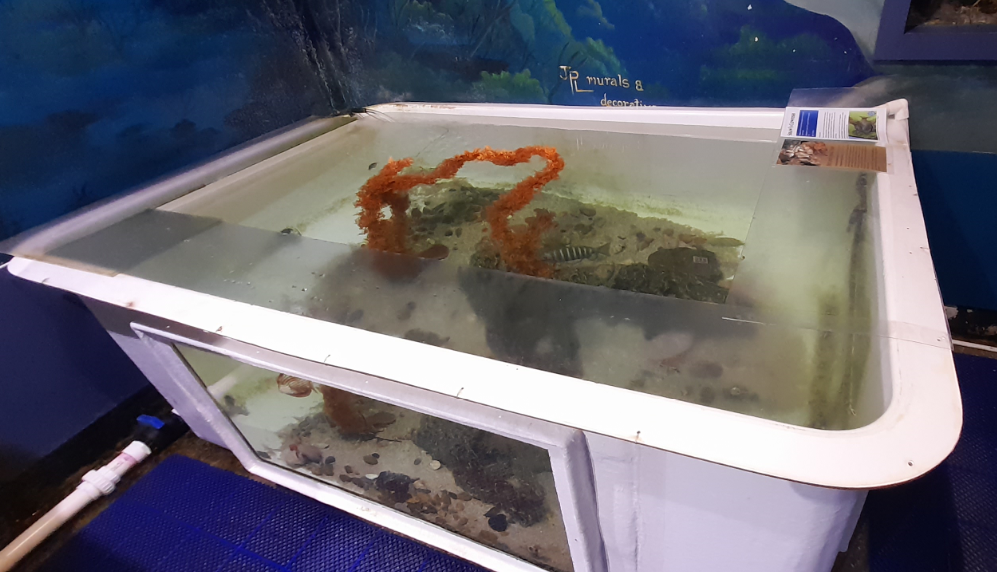 Port Jackson Shark Tank