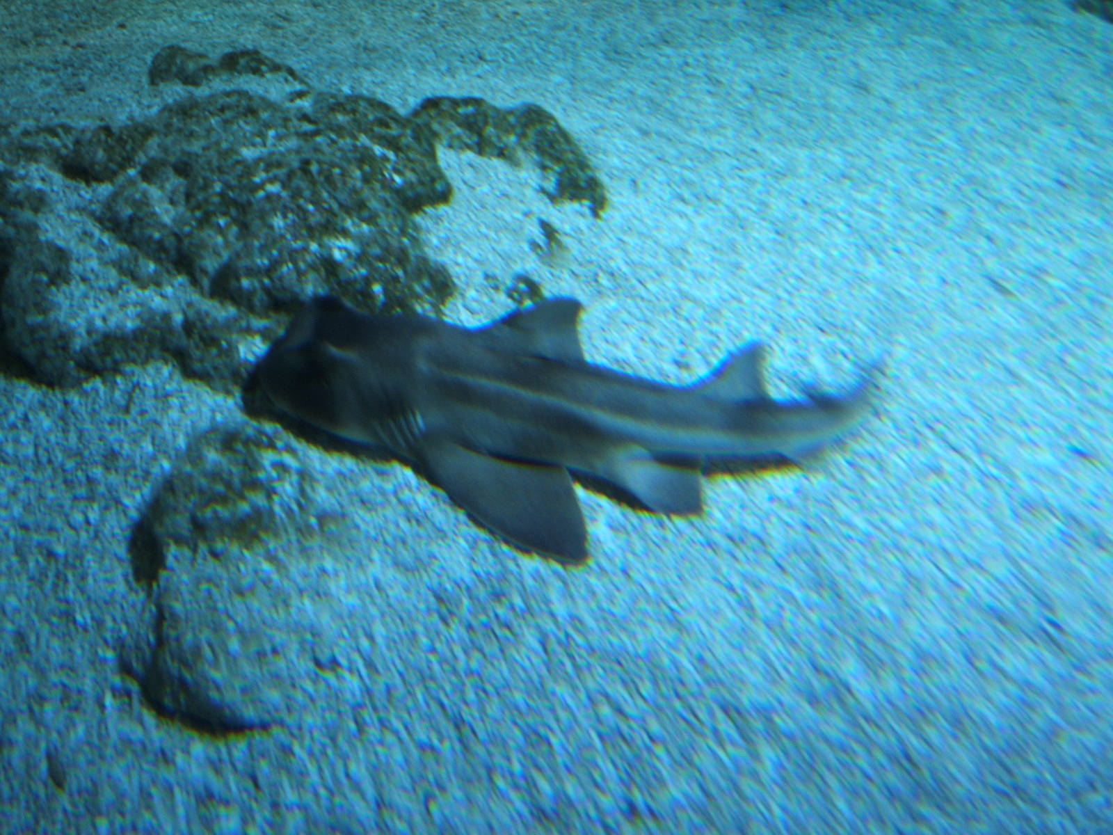 Port Jackson Shark