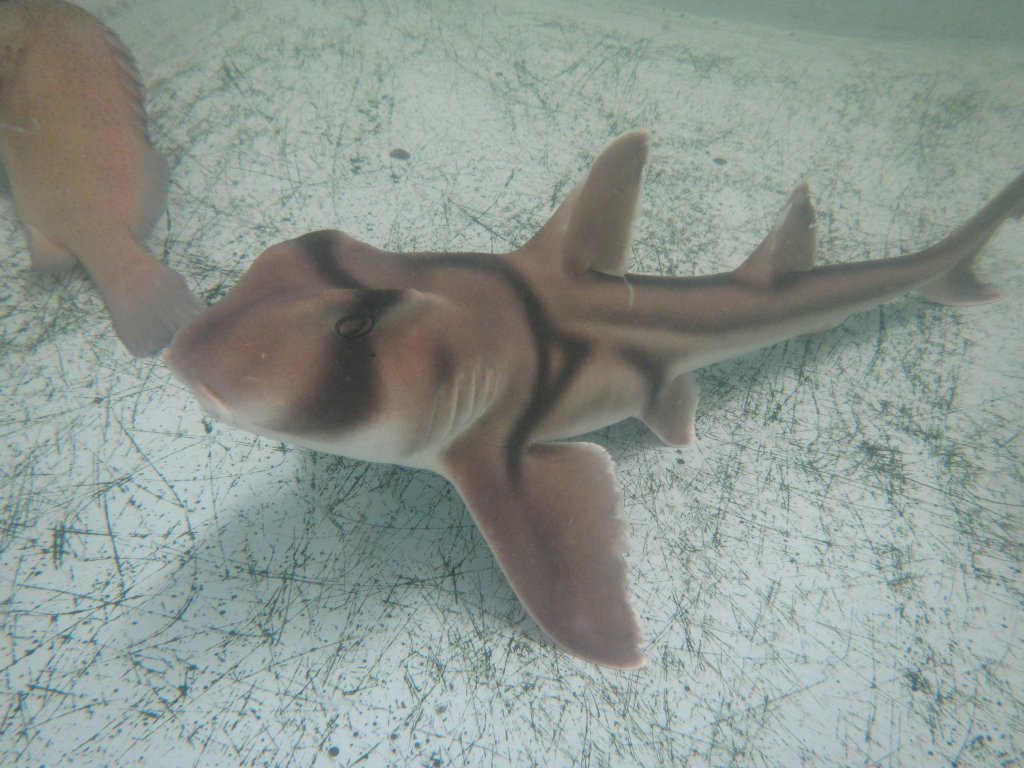 Port Jackson Shark