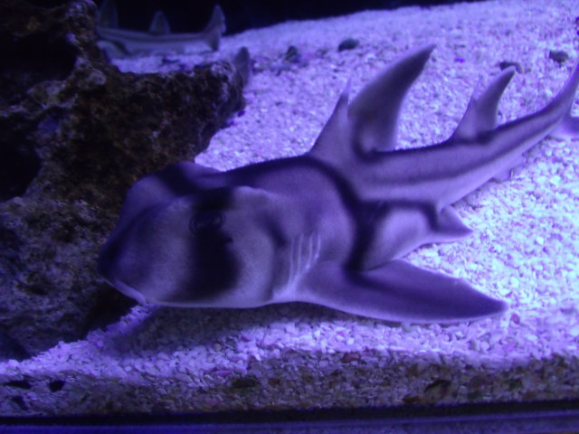 Port Jackson Shark