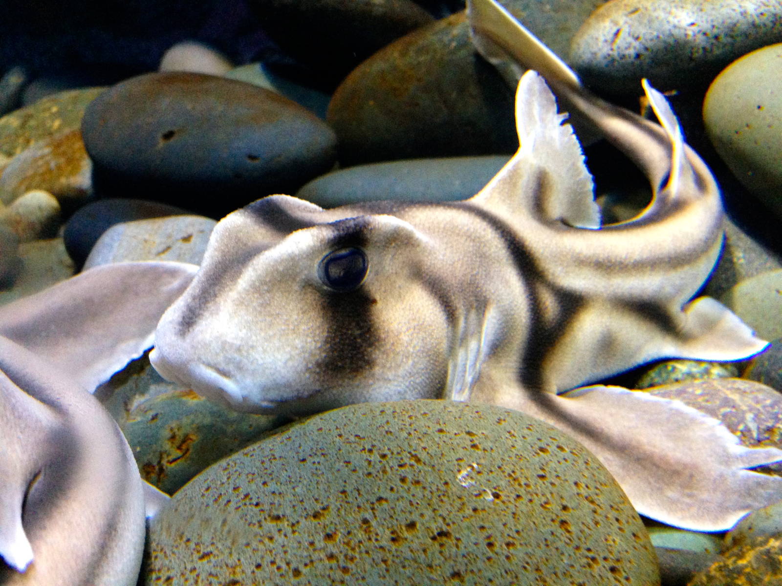 Port Jackson Shark