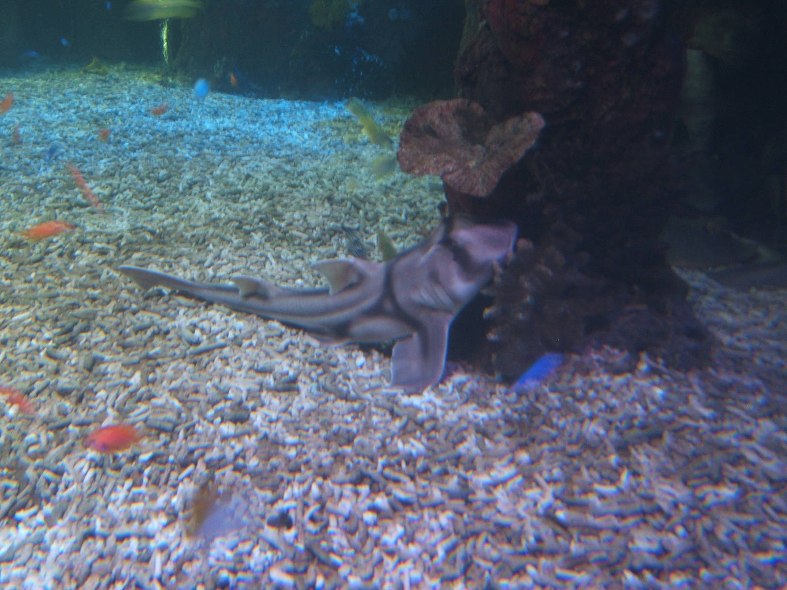 Port Jackson Shark