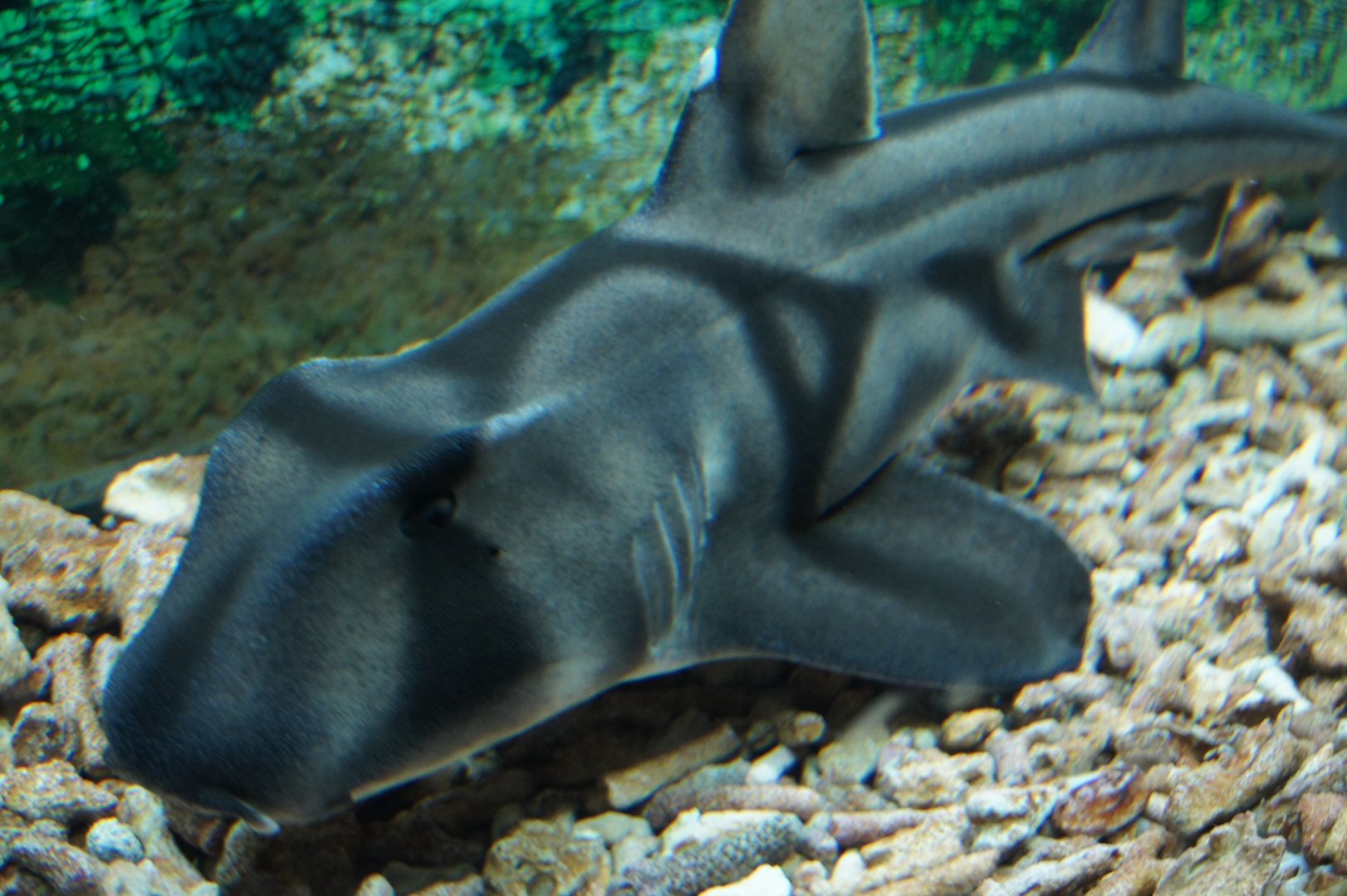 Port Jackson Shark