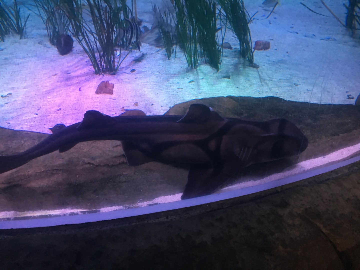 Port Jackson Shark