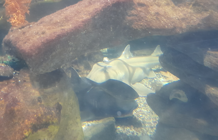 Port Jackson Shark