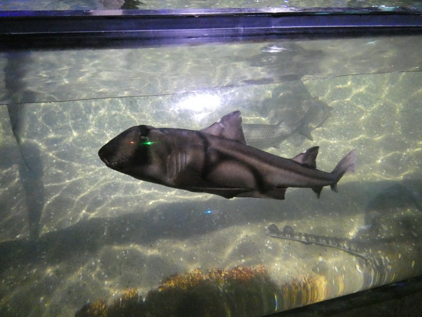 Port Jackson shark