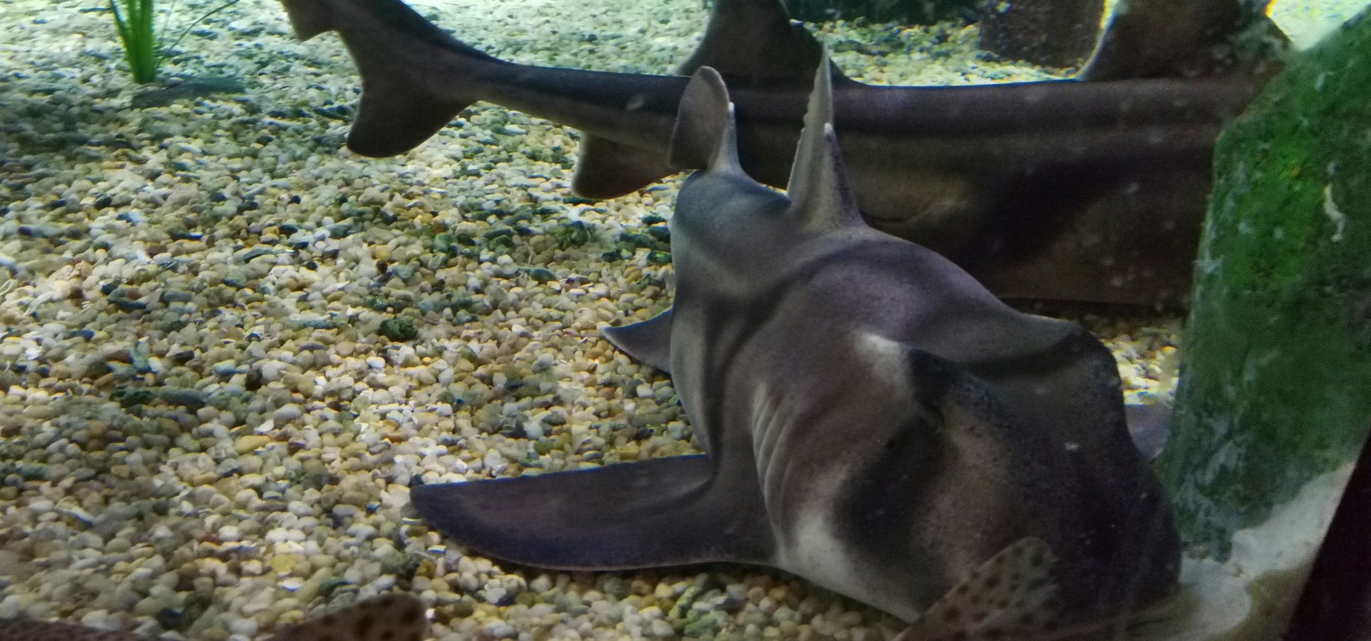 Port Jackson Shark