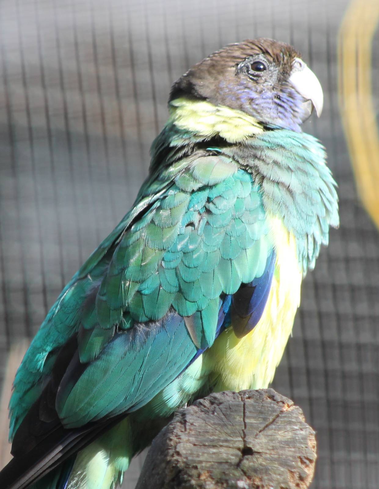 Port Lincoln parakeet