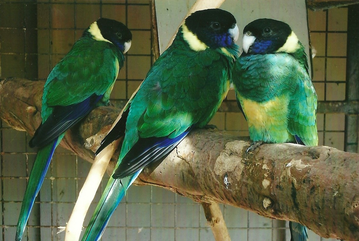 Port Lincoln Parakeets, 13th September 2013