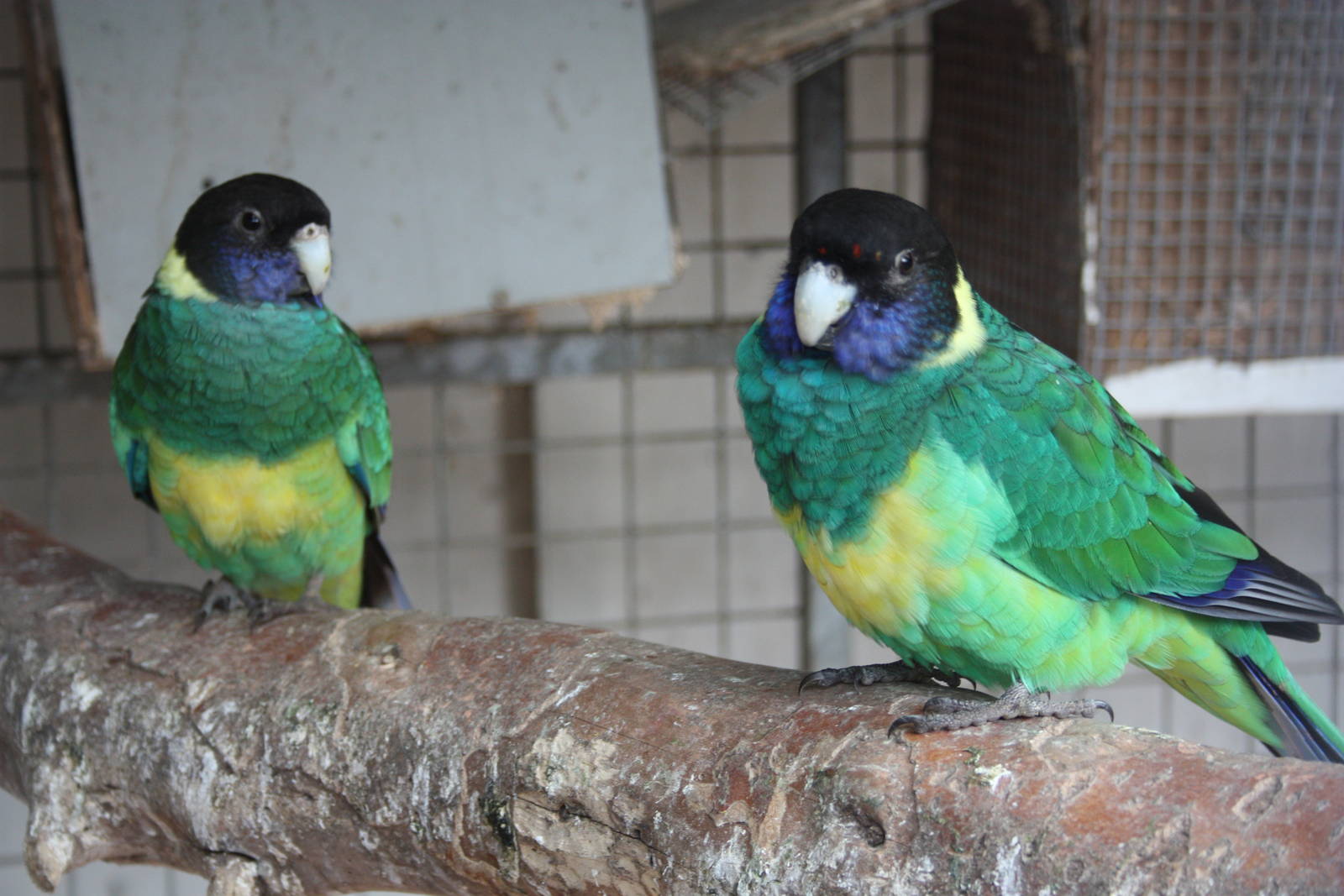 Port Lincoln Parakeets, 23rd September 2014