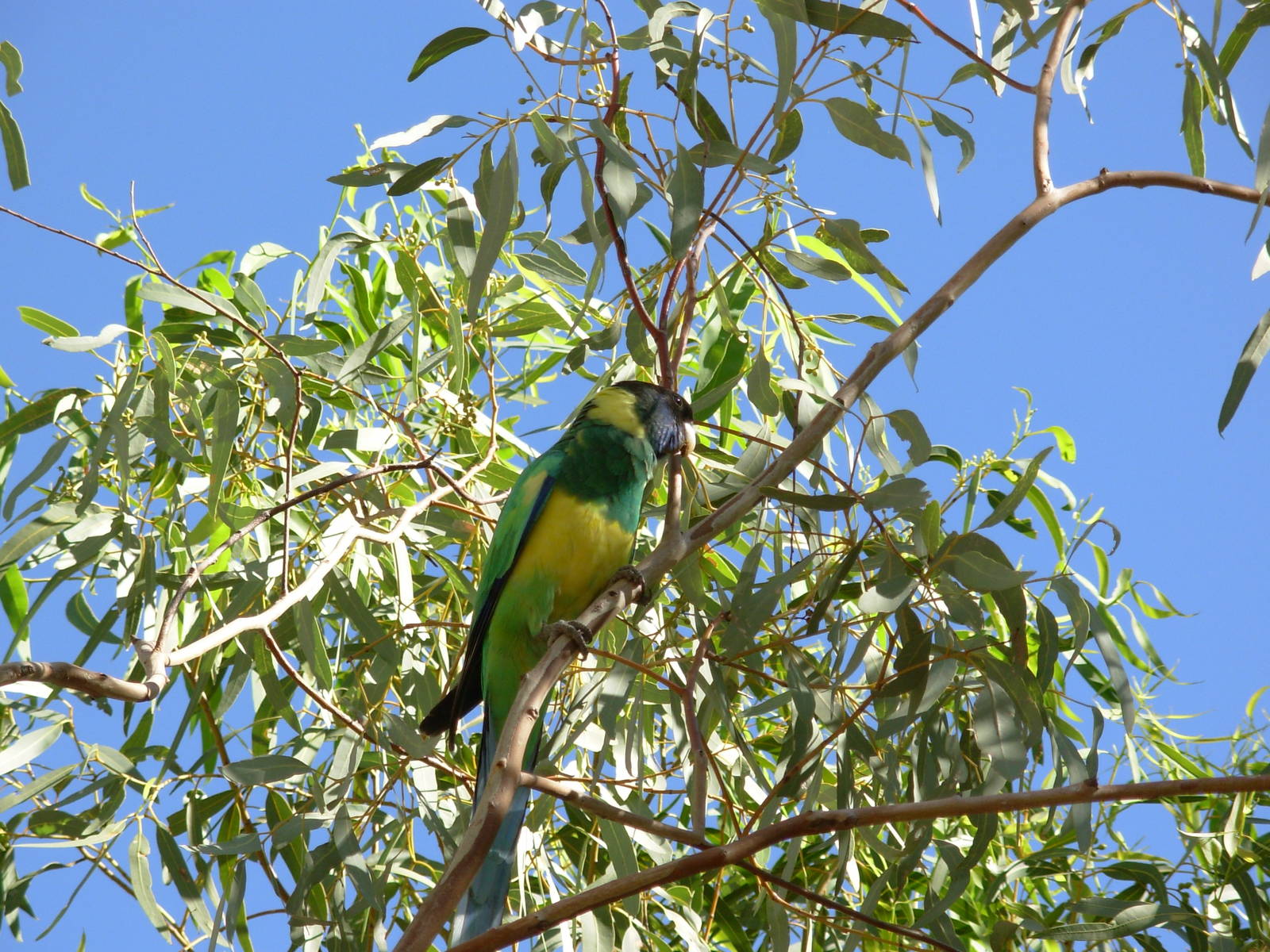 Port Lincoln Parrot - Alice Springs Desert Park