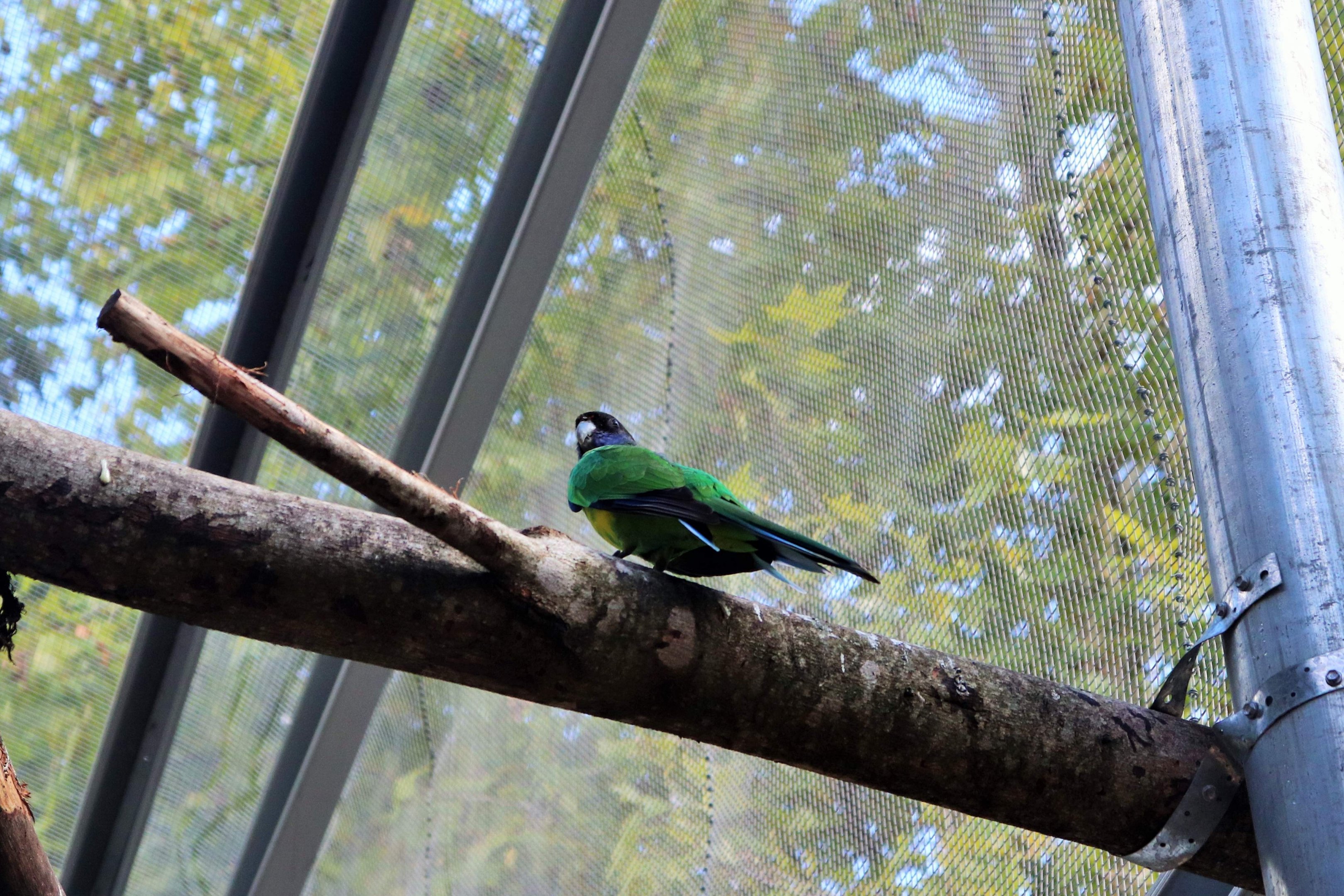 Port Lincoln Parrot (Barnardius zonarius zonarius)