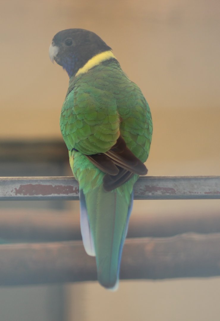 Port Lincoln parrot